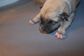 Norwegian Buhund Puppy