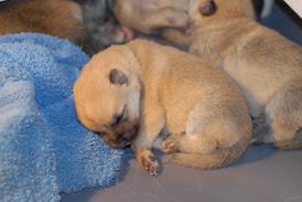 Buhund Puppies