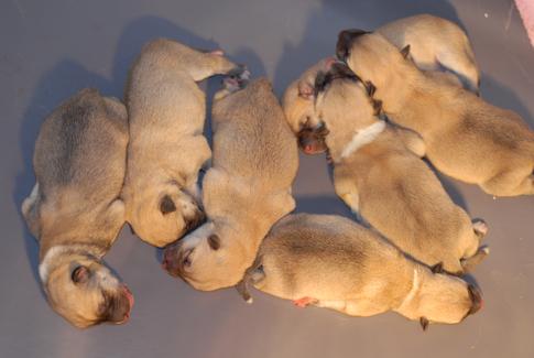 Norwegian Buhund Puppies