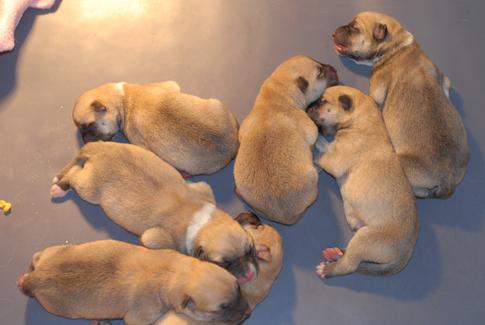 Norwegian Buhund puppy