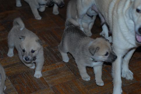 Buhund Puppies