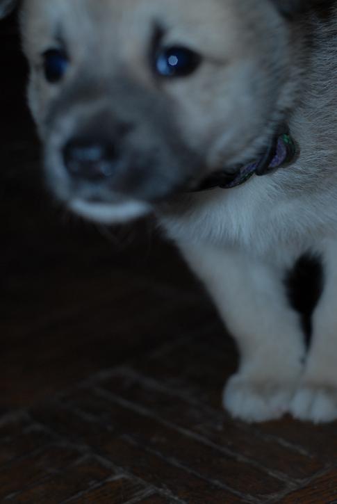 Puppy for Sale