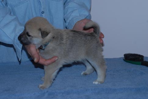 Buhund Puppy