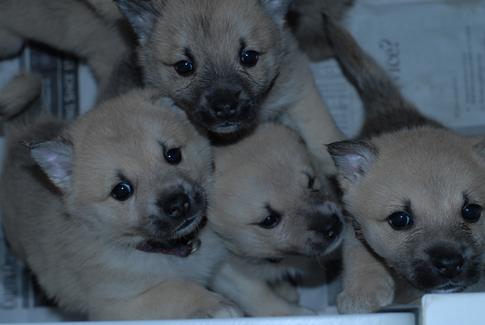 Norsk Puppies