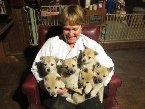 Norwegian Buhund puppies