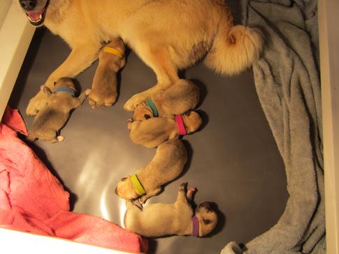 Buhund Puppies for sale