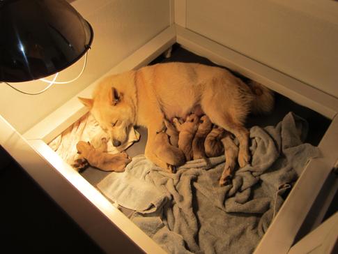 Buhund Puppies for Sale