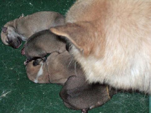 Puppies - Norwegian Buhunds