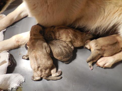 Buhund birth