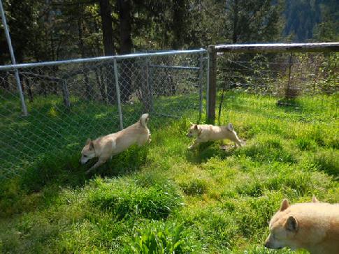 Norwegian Buhunds
