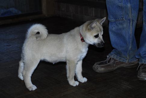 Norwegian Buhund Puppy