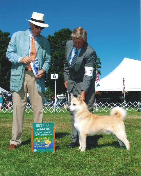 Champion Buhund