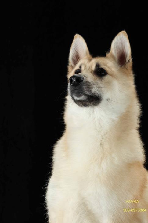 Norwegian Buhund