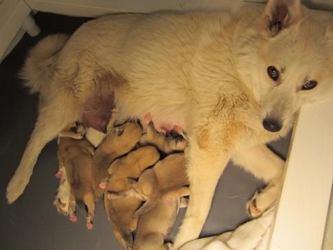 Buhund Puppies
