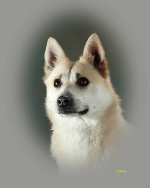 Norwegian Buhund