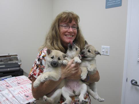 Norwegian Buhund Puppies