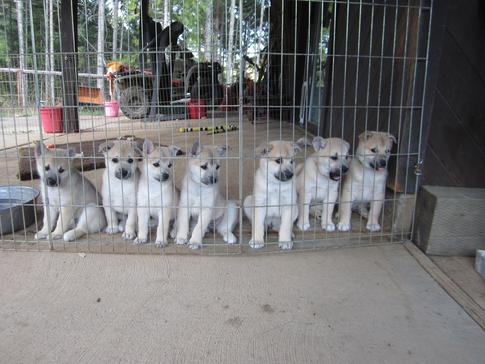 Norsk Buhunds Puppies