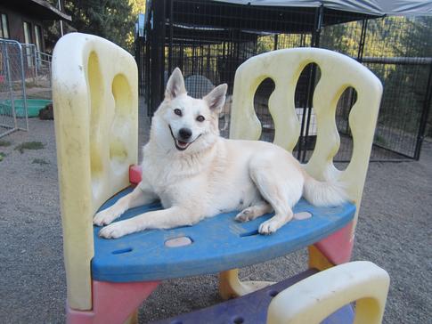 Norwegian Buhund 