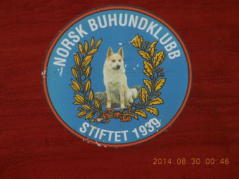 Norsk Buhund