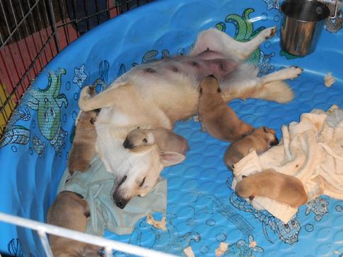 Hundehaven puppies
