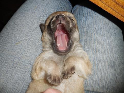 Norwegian Buhund Puppy
