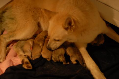Norwegian Buhund Puppies