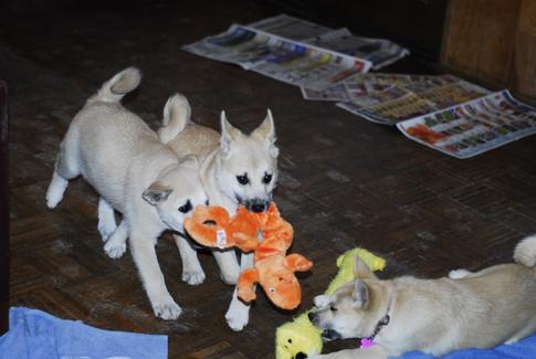 Norwegian Puppies