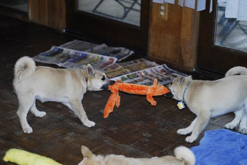 Buhund Puppies