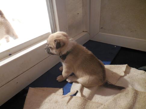 Norsk Buhund
